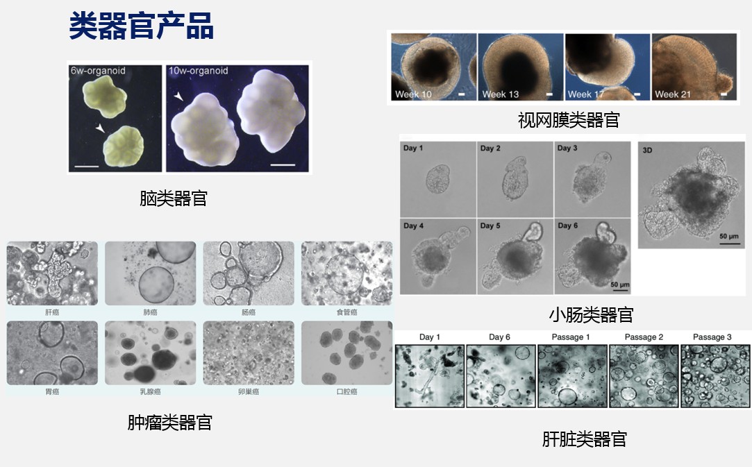 乐鱼网页版登录入口类器官产品.jpg